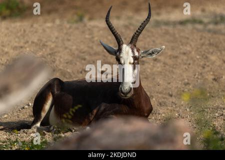 Antilope in freier Wildbahn, der Blesbok oder Blesbuck liegend Stockfoto