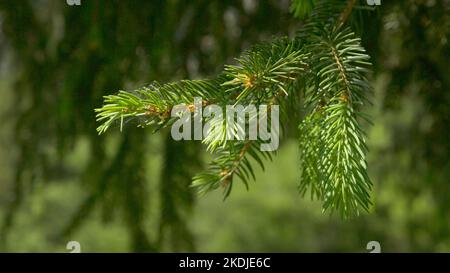 Kreative Gestaltung aus Weihnachten Baum verzweigt. Flach. Natur Neues Jahr Konzept. Stockfoto