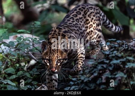 ocelot schaut mich von unten an Stockfoto