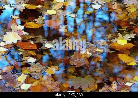 Bunte Blätter schweben im Herbst im Wasser Stockfoto