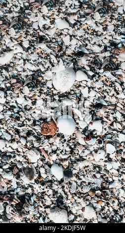 VERTIKALE Nahaufnahme Muscheln am Strand Sand Sommertag. Abstrakte Ozean Hintergrund Muster Sammlung Stockfoto