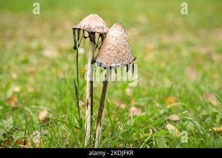 Eine Gruppe alter Hauben, die in einer verfallenden Wiese funkeln. Der Pilz ist schimmelig und verwesend. Naturfoto von einer Wiese Stockfoto