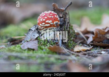 Kröten am Boden eines Nadelwaldes im Wald. Giftiger Pilz. Rote Mütze mit weißen Flecken. Nahaufnahme der Natur im Wald Stockfoto