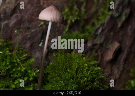 Orange filigrane Pilze im Moos auf Waldboden. Makroansicht vom Lebensraum aus. Naturfoto Stockfoto