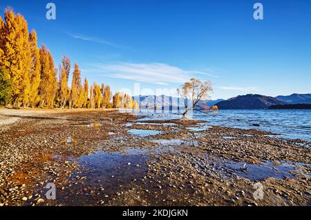 Herbstlandschaft, See Wanaka, Neuseeland. Einsamer Baum auf niedrigem Wasserstand Stockfoto