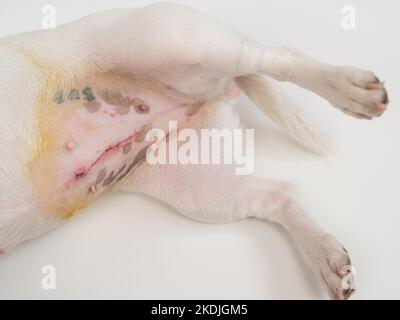 Der Tierarzt behandelt die Naht des Hundes nach einer chirurgischen Operation. Stockfoto