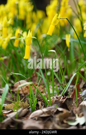Narcissus cyclamineus, Cyclamen-blühende Narzissen, Cyclamen-Narzissen, leuchtend gelbe Blüten, schlanke Trompeten Stockfoto