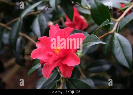 Camellia × williamsii 'Freedom Bell', Freedom Bell Camellia. Die Blüten sind karmesinrot und halbdoppelt Stockfoto
