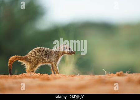 Erdmännchen Baby (Suricata suricatta) ist vorsichtig vor Gefahr. Kgalagadi Transfrontier Park, Kalahari, Südafrika Stockfoto