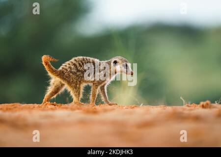 Erdmännchen Baby (Suricata suricatta) ist vorsichtig vor Gefahr. Kgalagadi Transfrontier Park, Kalahari, Südafrika Stockfoto