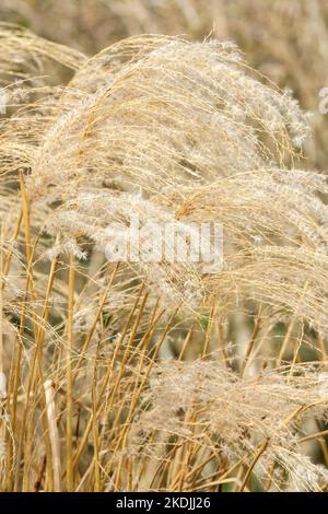 Miscanthus sinensis Kaskade, eulalia Kaskade, Miscanthus Cascade, Miscanthus sinensis condensatus Kaskade, Miscanthus Kaskade. Sommergrün dekorativ g Stockfoto