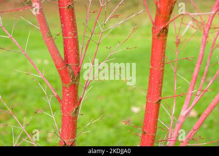 Ahornbaum aus Korallenrinde, Acer palmatum Sango-kaku. Japanischer Ahorn, rosa Rinde Winter Stockfoto