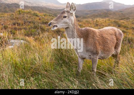 Nahaufnahme eines Rothirsches, der nach links zeigt und nach ihrem Kalb ruft, Torridon, Schottische Highlands, Großbritannien. Wissenschaftlicher Name: Cervus Elaphus. Horizontal. Sp Stockfoto