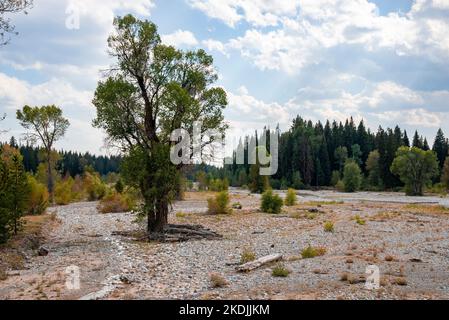 Landschaftlich schöner Blick auf Bäume, die im Wald wachsen, mit Himmel im Hintergrund im Sommer Stockfoto