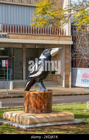 Nicht offiziell eines der großen Dinge in Australien, aber immer noch eine große australische Elster (gymnorhina tibicen) in Muswellbrook, New South Wales, Australien Stockfoto