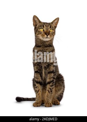 Schöne goldbraune gestromte Hauskatze, die elegant vorne sitzt. Blick von der Kamera aus geradeaus. Isoliert auf weißem Hintergrund. Stockfoto