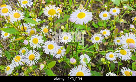 Rustikale Grünpflanzen im Sommer. Kamille und Celandine, kleines Gras. Tapete für Hintergrund und Konstruktion. Grüner Hintergrund. Stockfoto