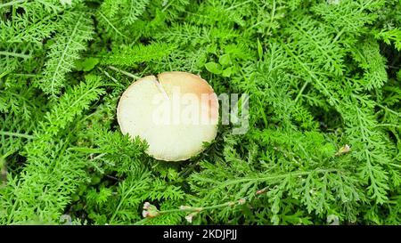 Rustikale Grünpflanzen im Sommer. Kamille und Celandine, kleines Gras. Tapete für Hintergrund und Konstruktion. Grüner Hintergrund. Stockfoto