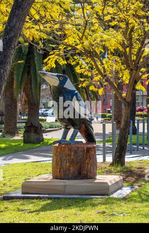 Nicht offiziell eines der großen Dinge in Australien, aber immer noch eine große australische Elster (gymnorhina tibicen) in Muswellbrook, New South Wales, Australien Stockfoto