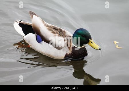 Entenmännchen wird tauchen und Fische fangen Stockfoto