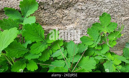 Rustikale Grünpflanzen im Sommer. Kamille und Celandine, kleines Gras. Tapete für Hintergrund und Konstruktion. Grüner Hintergrund. Stockfoto