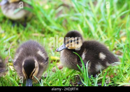 Zwei kleine Enten knabbern Gras mit Morgentau Stockfoto