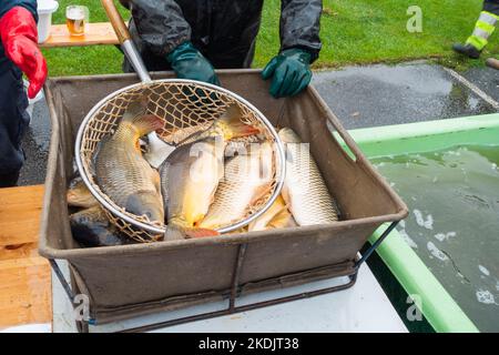 Am 28. Oktober 2022 verkauften die Fischer die Fische, als sie den Teich in Lipnik, Region Vysocina, ausfischten. Tschechische Fischer ziehen Teiche von September bis November Stockfoto