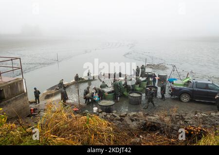 Am 28. Oktober 2022 fischen Fischer den Teich in Lipnik, Region Vysocina. Die tschechischen Fischer ziehen Teiche von September bis November, um Karpfen zu ernten Stockfoto