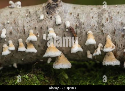 Pilz - Plicatura crispa Stockfoto