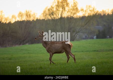 Eine große Rehe auf der Wiese, Nowiny, Polen Stockfoto