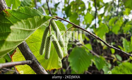 Haselnussstrauch. Ohrringe an Herbstzweigen, zukünftige Ernte. Herbst. Stockfoto