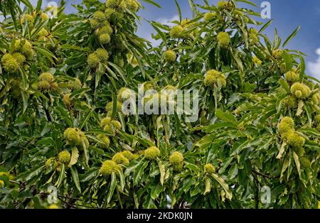 Nahaufnahme von reifenden Kastanien auf einem Kastanienbaum Stockfoto