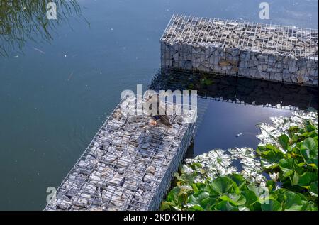 Weibliche Stockente am Flussufer neben grünen Lilienblättern und Felsen Stockfoto