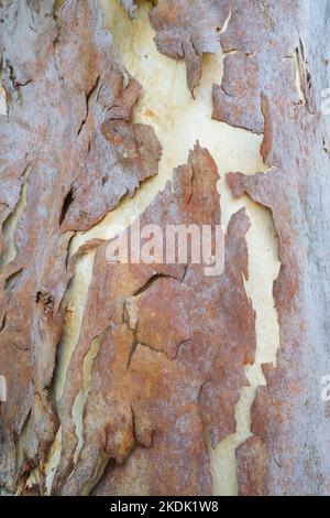 Gummibaum schält die Rinde Stockfoto