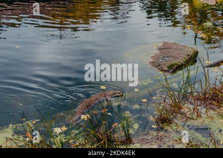 Europäischer Flussotter, Lutra lutra, schwimmt auf dem Rücken in klarem Wasser. Liebenswert Fell Tier mit langen Schwanz. Gefährdete Fischräuber in der Natur. Wild Stockfoto