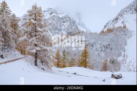 Col de La Cayolle Pass im Nationalpark Mercantour mit schneebedeckten Lärchenbäumen. Ubaye Valley, Alpes-de-Haute-Provence, Frankreich Stockfoto