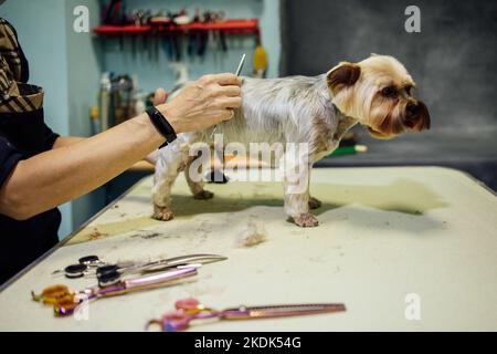 Groomerin beim Schneiden und Kämmen von Hund im Friseursalon. Professionelle Betreuung von Haustieren Konzept. Hochwertige Fotos Stockfoto