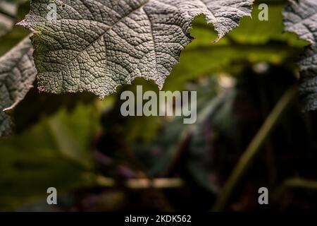 Nahaufnahme des Blattrands einer Gunnera-Manikata-Pflanze, die in einem Garten in Cornwall in Großbritannien wächst. Stockfoto