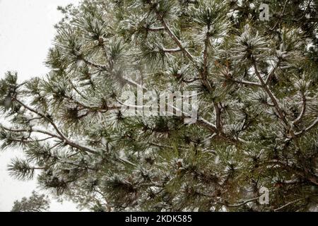 Kiefernzweige mit Zapfen bei Schneefall im Wald. Stockfoto