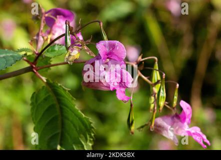 Himalayan Balsam, Chipping, Preston, Lancashire, Großbritannien Stockfoto