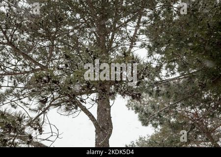 Kiefernzweige unter Schneefall im Wald vor dem Hintergrund des Himmels. Stockfoto