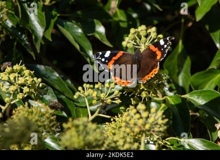 Ein Schmetterling des Roten Admirals, der Efeu, Chipping, Preston, Lancashire, Großbritannien, füttert Stockfoto