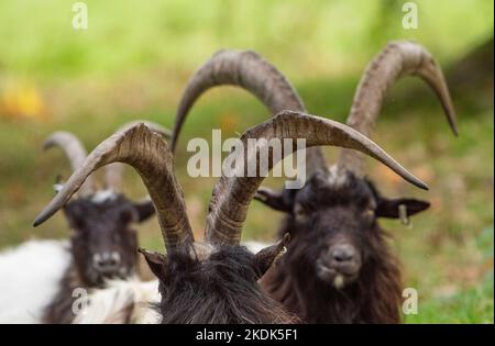 Bagot Goats, Levens Deer Park, Kendal, Cumbria, Großbritannien Stockfoto