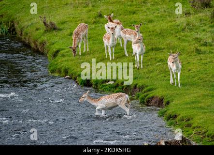 Damwild, der den Fluss Bela, Milnthorpe, Cumbria überquert. VEREINIGTES KÖNIGREICH Stockfoto