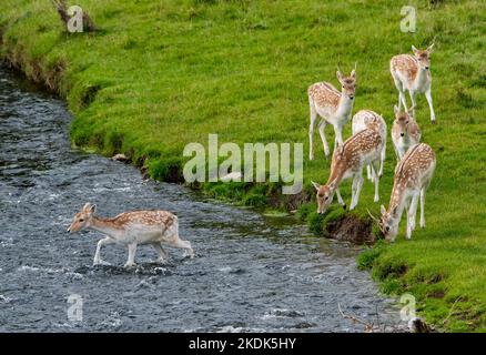 Damwild, der den Fluss Bela, Milnthorpe, Cumbria überquert. VEREINIGTES KÖNIGREICH Stockfoto