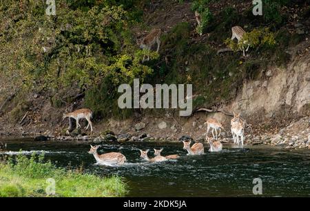 Damwild, der den Fluss Bela, Milnthorpe, Cumbria überquert. VEREINIGTES KÖNIGREICH Stockfoto