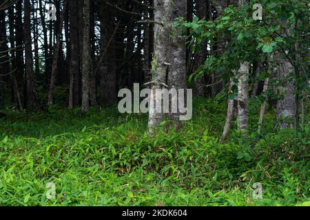 Küstenwald mit Zwergbambus-Unterholz an der Pazifikküste, Kuril-Inseln Stockfoto