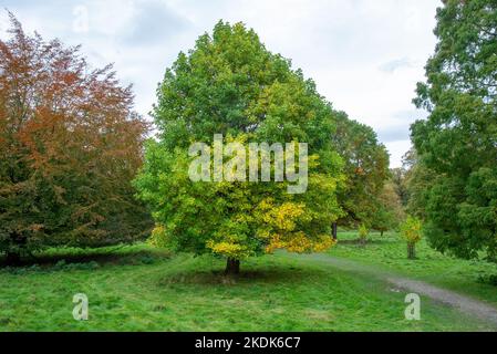 Eine Tulpenpappel in Levens Deer Park, Kendal, Cumbria, Großbritannien Stockfoto