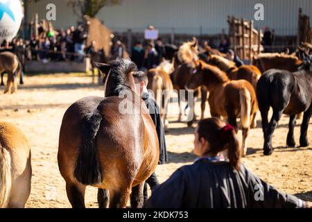 Fira del Cavall de Puigcerdà (Pferdemesse von Puigcerdà) Mares & Fohlen Morphologie Wettbewerb. Puigcerdà, La Cerdanya, Girona, Katalonien, Spanien. Tiergerecht. Stockfoto