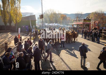 Fira del Cavall de Puigcerdà (Pferdemesse von Puigcerdà) Mares & Fohlen Morphologie Wettbewerb. Puigcerdà, La Cerdanya, Girona, Katalonien, Spanien. Tiergerecht. Stockfoto